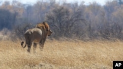 FILE - A lion walks through scorched grass towards shade, Aug. 6, 2015. A South African lion called "Sylvester", who was on the loose for three weeks last year, has escaped from his game reserve again and is wandering a sparsely-populated mountain region, South African National Parks said.