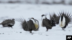FILE - In this April 20, 2013, photo, male greater sage grouse perform their mating ritual for a female grouse outside Walden, Colo.