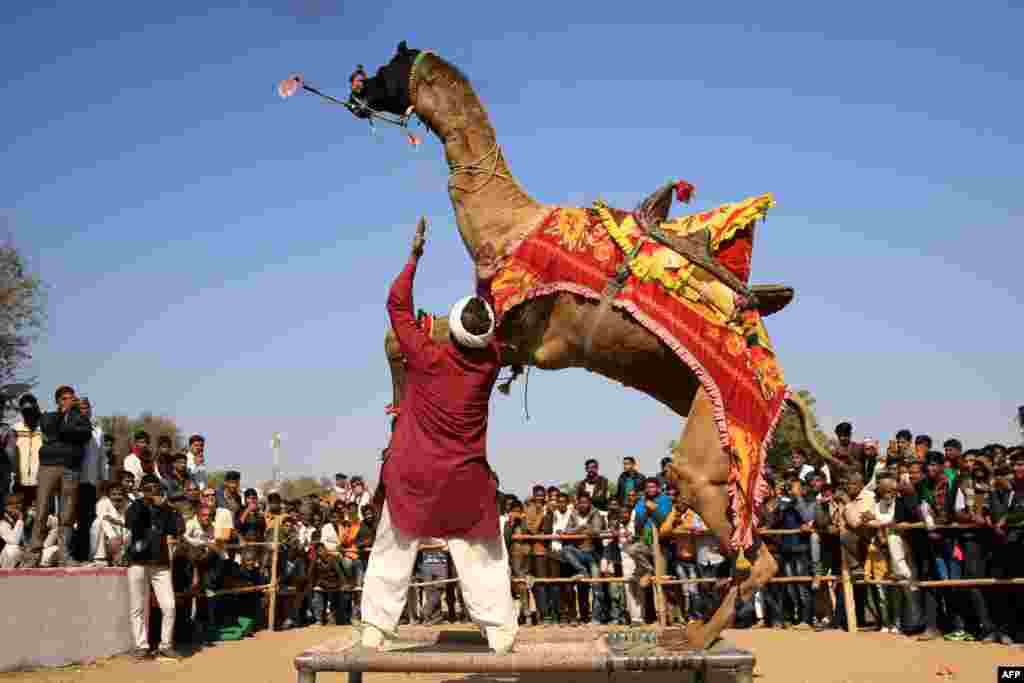 A camel performs with fire during a dance competition at Nagaur cattle fair in Nagaur, India.