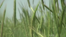 Farmers Control Weeds with Plants Not Pesticides