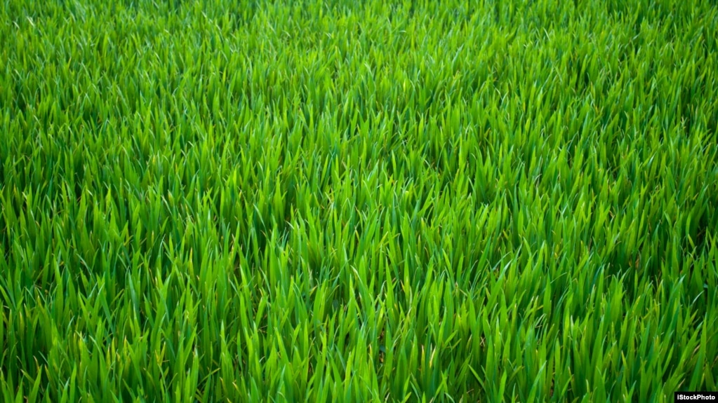 Have you heard a person compare a task to "watching the grass grow?"