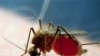WHO Reports Fragile Progress Against Malaria