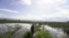 Seorang warga berjalan di antara pematang sawah yang tidak bisa diolah sejak Juli 2020 karena terendam air danau Poso. Jumat, 6 November 2020. (Foto: Mosintuwu/RayRarea)