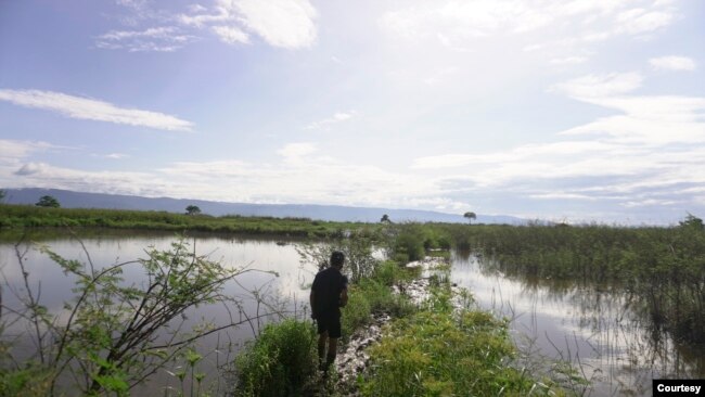 Seorang warga berjalan diantara pematang sawah yang tidak bisa diolah sejak Juli 2020 karena terendam air danau Poso. Jumat, 6 November 2020. Foto: Mosintuwu/RayRarea
