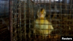 Newly hatched duckling caged at a poultry egg trading market in Wuzhen town, Tongxiang, Zhejiang province, China, April 18, 2013.