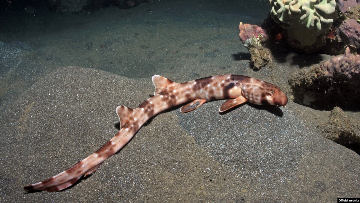 New 'Walking Shark' Species Identified Off Indonesia