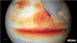 FILE - This image shows the satellite sea surface temperature departure for the month of October 2015, where orange-red colors are above normal temperatures and are indicative of El Nino. 
