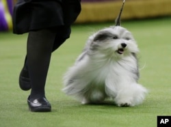 Bono, a Havanese, competes in Best in Show at the 143rd Westminster Kennel Club Dog Show on Tuesday, Feb. 12, 2019, in New York. King, a wire fox terrier, won Best in Show. Bono came in second among the more than 2,800 dogs who entered. (AP Photo/Frank Fr