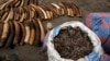 Six personnes arrêtées pour trafic d'écailles de pangolin au Cameroun