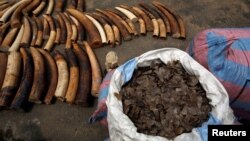 Des sacs d’écailles de pangolin et des défenses d’éléphants saisis à Abidjan, Côte d’Ivoire, 25 janvier 2018.