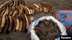 FILE - Bags of pangolin scales are pictured next to elephant tusks seized from traffickers by Ivorian wildlife agents, Abidjan, Ivory Coast, Jan. 25, 2018. 