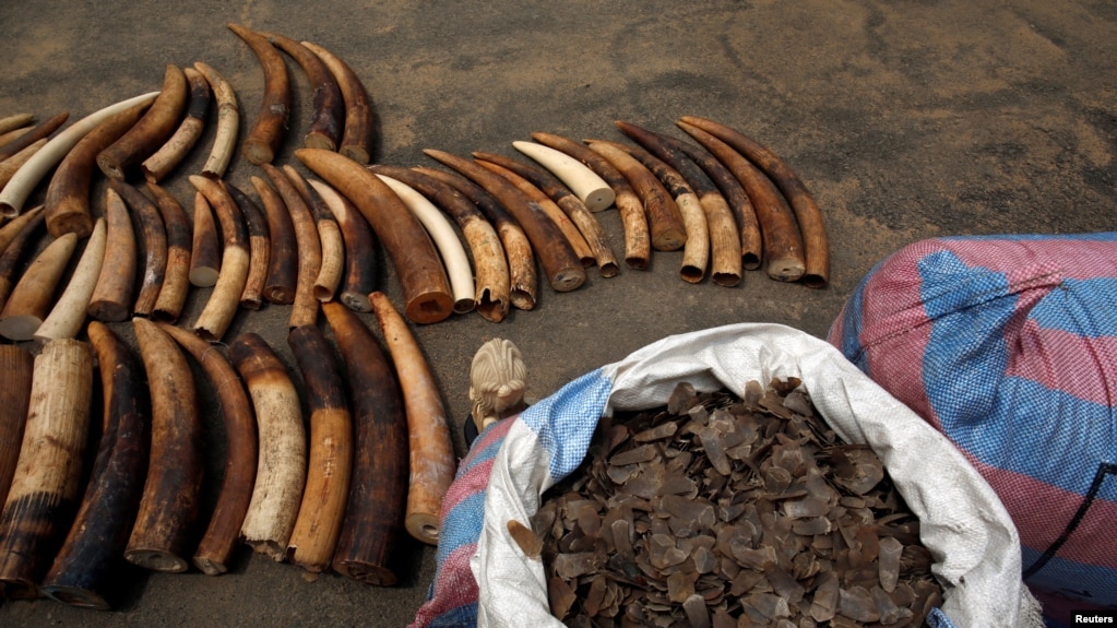 FILE - Bags of pangolin scales are pictured next to elephant tusks seized from traffickers by Ivorian wildlife agents, Abidjan, Ivory Coast, Jan. 25, 2018.