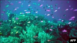 Mercan Kayalıkları Yok Olma Tehlikesiyle Karşı Karşıya