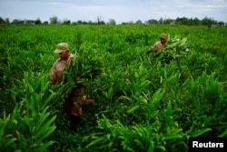 FILE - Maibe Gimenez, 36 (L), picks flowers at a private farm in San Antonio de los Banos, Cuba, Sept. 26, 2017.