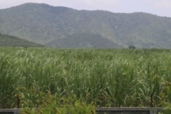 FILE - A sugar plantation in Kampong Speu province’s Oral district owned by a Cambodian lawmaker and tycoon Ly Yong Phat, who is affiliated with the ruling Cambodian People's Party (CPP), on Aug. 23, 2018.