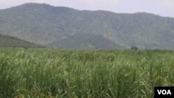 A sugar farm belonging to CPP Senator Ly Yong Phat, in Kampong Speu province, Cambodia, August 24, 2018. (Sun Narin/VOA Khmer)