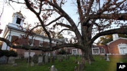 FILE - A sprawling white oak tree estimated to be 600 years old spreads over and through the nearly 300-year-old cemetery of the Basking Ridge Presbyterian Church in Basking Ridge, N.J., Oct. 17, 2016. 