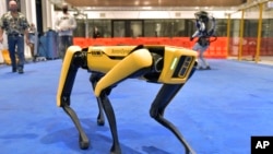 Marc Raibert, left rear, founder and chair of Boston Dynamics watches one of the company's Spot robots during a demonstration, Wednesday, Jan. 13, 2021, at their facilities in Waltham, Mass.(AP Photo/Josh Reynolds)