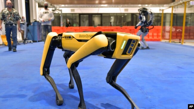 Marc Raibert, left rear, founder and chair of Boston Dynamics watches one of the company's Spot robots during a demonstration, Wednesday, Jan. 13, 2021, at their facilities in Waltham, Mass.(AP Photo/Josh Reynolds)