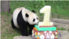 美国国家动物园传喜讯：大熊猫再诞健康幼崽