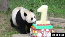 華盛頓國家動物園的大熊貓“美香”星期五再添後代。圖為國家動物園為已經前往中國的熊貓貝貝、也是美香的前一個孩子慶賀首個生日。