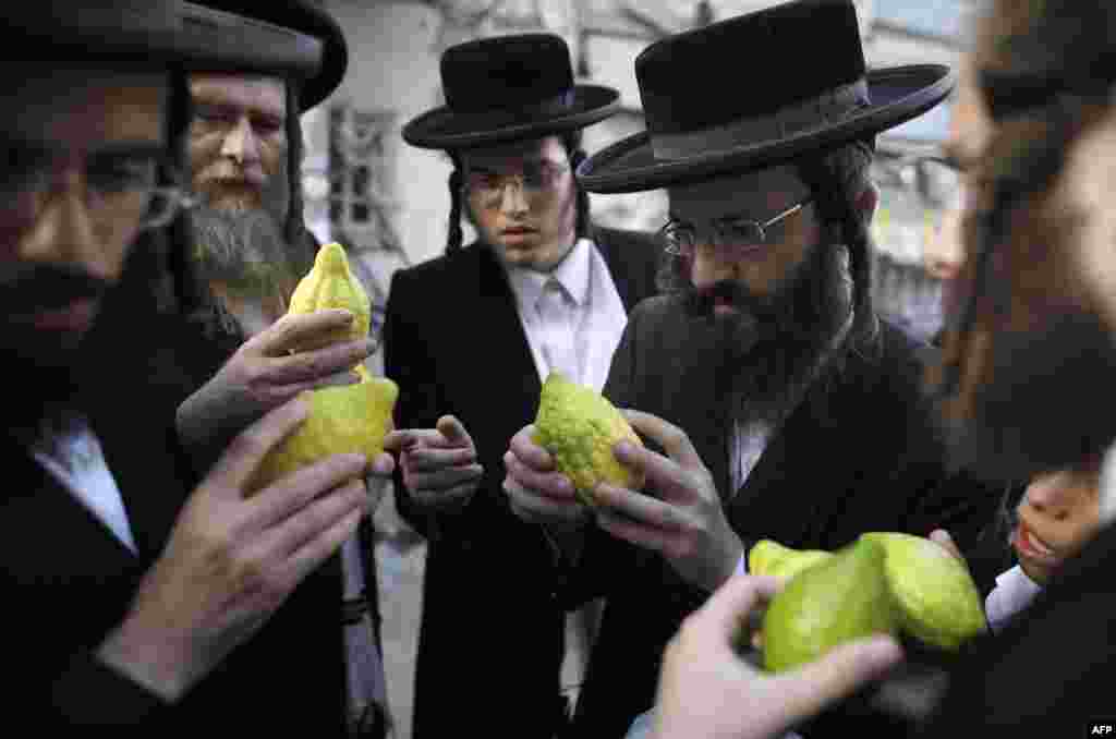 Ultra-Orthodox Jewish men inspect the Etrog also known as the citrons, one of four species used during the celebration of Sukkot, the feast of the Tabernacles, in the Mea-Shearim ultra-Orthodox neighbourhood of Jerusalem.