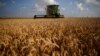 Một cánh đồng lúa mì ở Dixon, tiểu bang Illinois, Hoa Kỳ.
