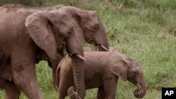 《反偷獵戰》系列之二：非洲象殺戮場