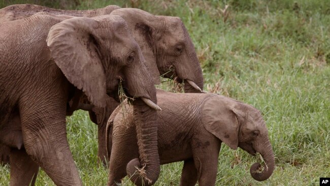南非大象 （资料照片）