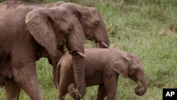 Des éléphants dans la réserve de Hluhluwe, Afrique du Sud.