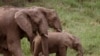 Des éléphants dans la réserve de chasse de Hluhluwe à la périphérie de Hluhluwe, Afrique du Sud, le 20 décembre 2015. Le parc de Hluhluw abrite ce que l'on appelle les cinq gros gibiers africains - rhinocéros, lions, buffles, éléphants et léopards. (AP Photo/Schalk van Zuydam)