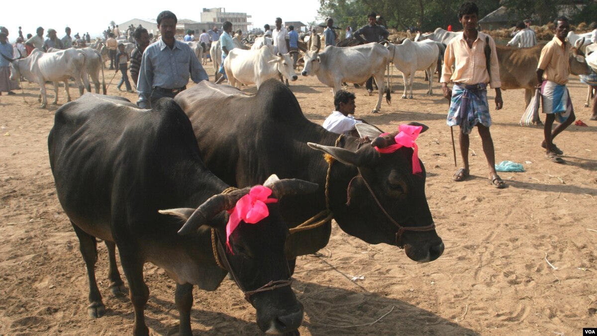 Qurbani Hindi movie MP3 song download
