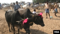 Cows are being sold in a rural Eid al-Adha special cattle market in West Bengal state, Sept 19, 2015. Unlike in most parts of the country, there is no ban on the slaughter of cows in West Bengal. (Photo by - Shaikh Azizur Rahman/VOA)