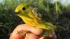 FILE - This June 18, 2016, photo provided by the U.S. Geological Survey shows a Yellow Warbler in Nome, Alaska. 