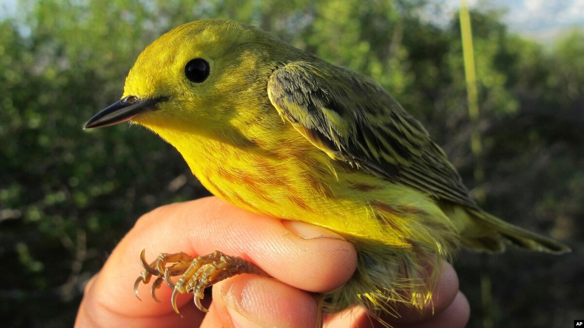 Algoritma Bantu Lacak Migrasi Burung Kicau Di Kutub Utara