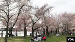 A family eats a meal under the blooming cherry trees, March 29, in Washington, D.C.