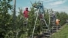 Immigrant workers in Adams County, PA, thin the apple crop of inferior fruit so the healthy apples can grow. (M. Kornely/VOA)
