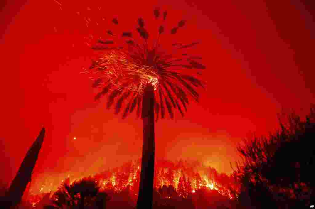 Embers fly from a tree as the Glass Fire burns in St. Helena, Calif., Sunday, Sept. 27, 2020. (AP Photo/Noah Berger)