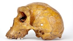 The Broken Hill skull, Homo heidelbergensis, a fossil of an extinct human species found in Zambia in 1921, is seen in this undated image provided to Reuters on March 31, 2020. Kevin Webb/NHM Image Resources/The Trustees of the Natural History Museum in Lo