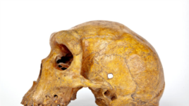 The Broken Hill skull, Homo heidelbergensis, a fossil of an extinct human species found in Zambia in 1921, is seen in this undated image provided to Reuters on March 31, 2020. Kevin Webb/NHM Image Resources/The Trustees of the Natural History Museum in Lo