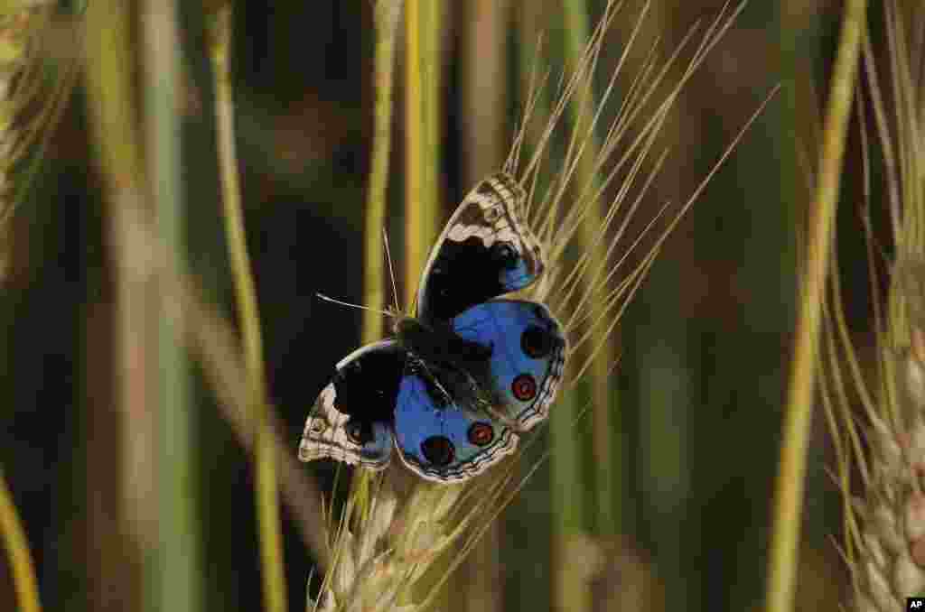 A colorful butterfly sits on a branch of wheat in a field in Peshawar, Pakistan.