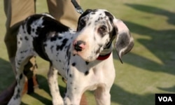 Dalmatian.jpg