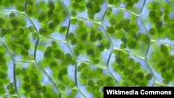 Plant cells with visible chloroplasts