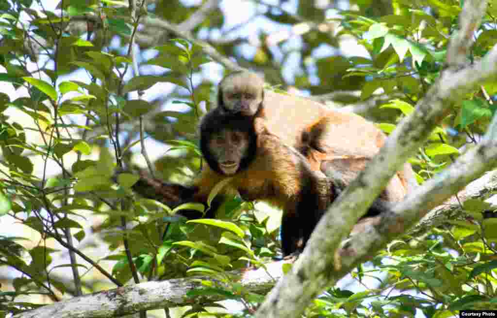 Yellow breasted capuchin monkeys. Mothers are shot to take babies as pets. (Credit: Luciano Candisan)