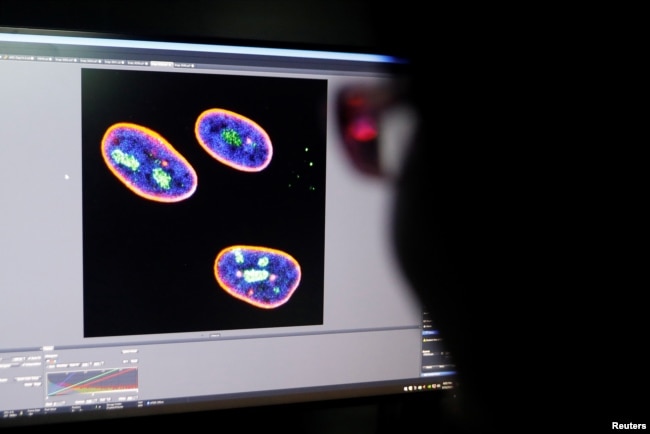 A researcher observes image on a screen showing the nucleus of human stem cells after KAT7 intervention, in the Aging and Regeneration lab at the Institute for Stem Cell and Regeneration of the Chinese Academy of Sciences (CAS) in Beijing, China.