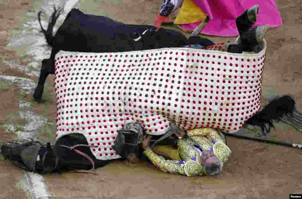 Picador Diego Ochoa reacts while being pinned under a horse as a bull charges it, during a bullfighting festival at the Canaveralejo bullring in Cali, Colombia, Dec. 28, 2015.