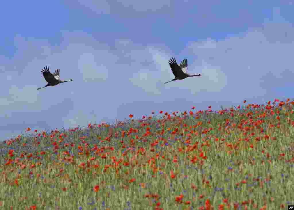 Two cranes fly across a blooming field of poppies and cornflowers at the ecological village Brodowin at Barnim county, German.