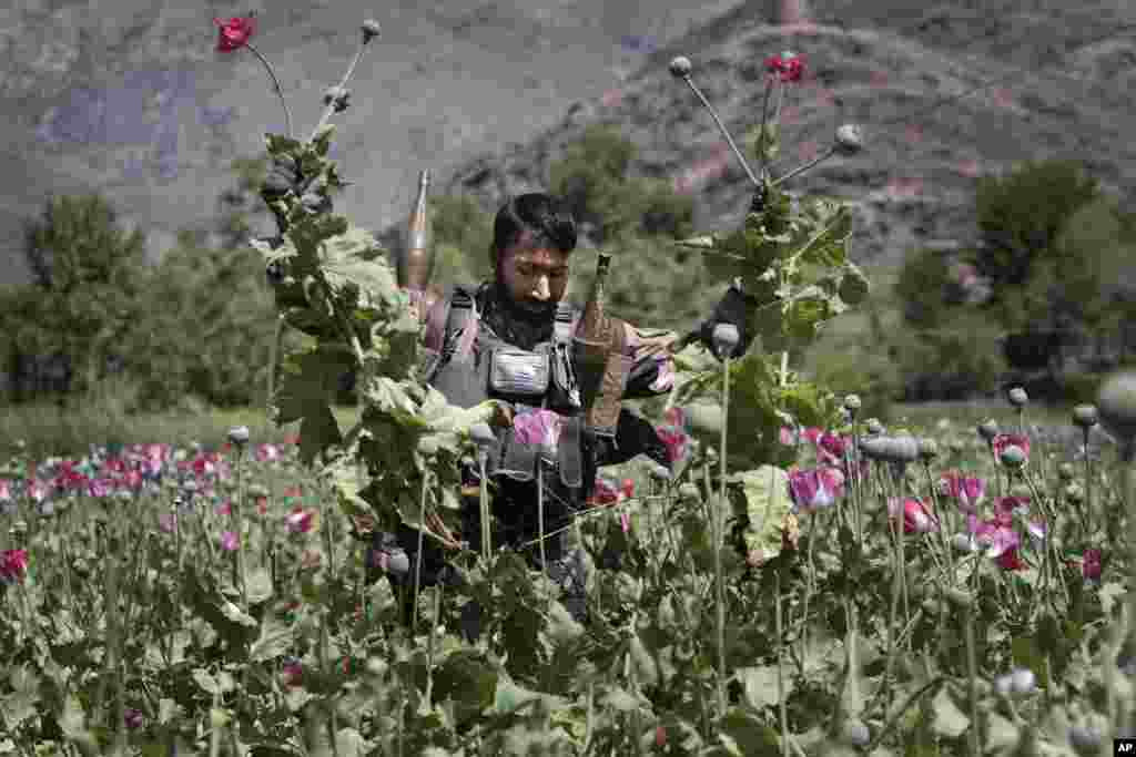 A heavily armed Afghan policeman destroys an opium poppy field in Noorgal district of Kunar province, east of Kabul, Afghanistan. 