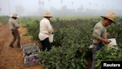 Farm workers pick eggplant in the early morning fog on a farm in Rancho Santa Fe, California, Aug. 31, 2016. 