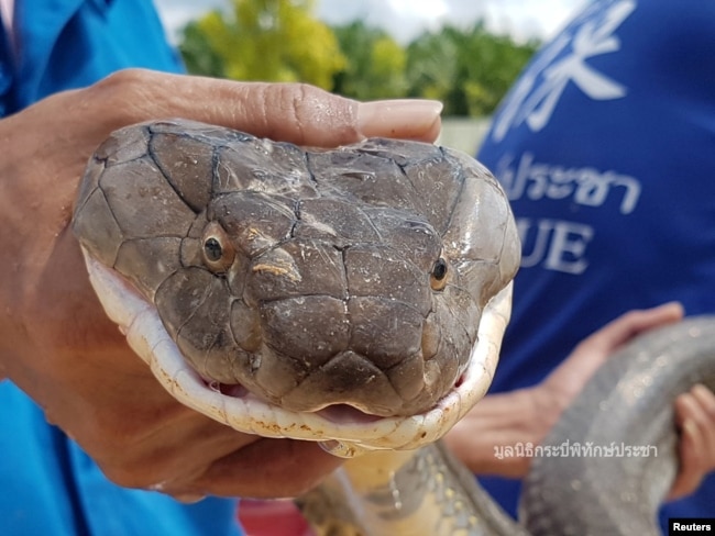 Seorang pawang memegang Raja Kobra sepanjang empat meter sebelum dilepaskan di hutan lindung di Provinsi Krabi, Thailand, 13 Oktober 2019. (Foto: Krabi Pitakpracha Foundation via Reuters)